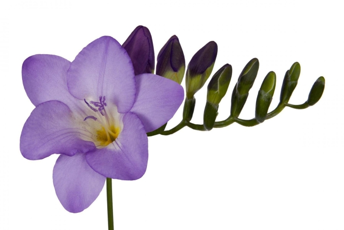 Фрезия блю байо