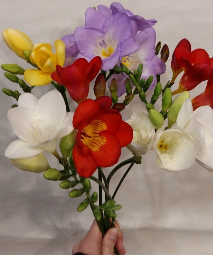 Фрезия ветка