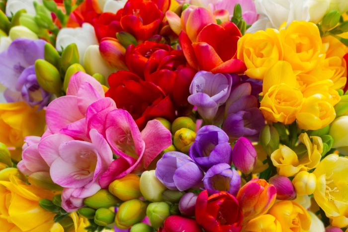 Фрезия дабл микс