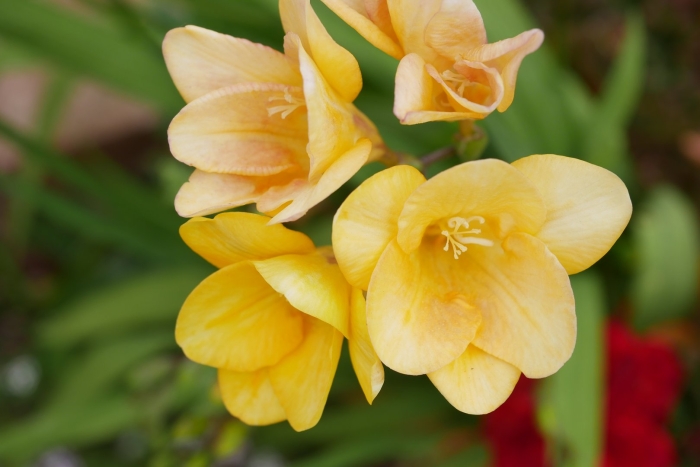 Фрезия в саду