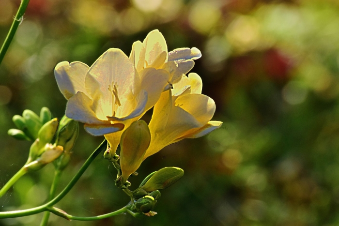 Фрезия махровая