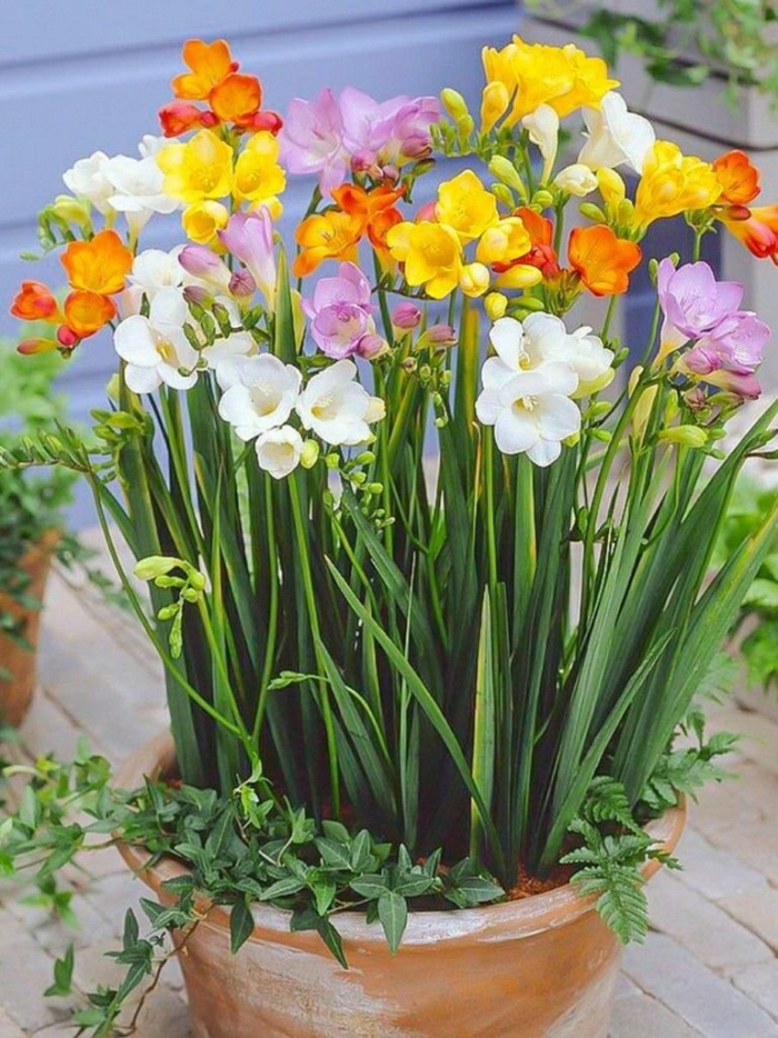 Фрезия в горшке