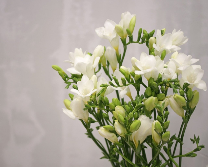 Фрезии белые