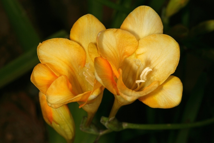 Фрезия розмари