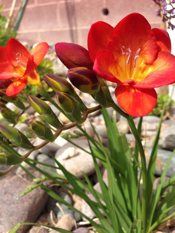 Фрезия гибридная махровая ред