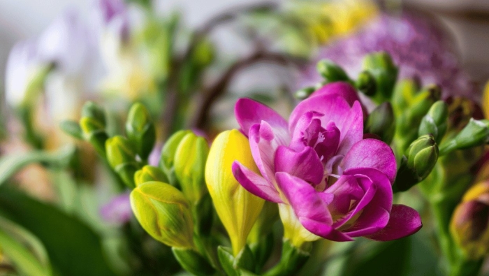 Кано фрезия