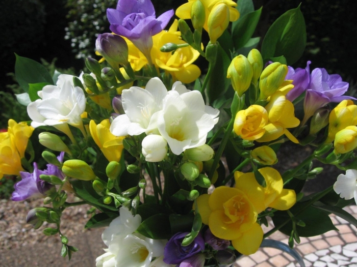 Фрезия кардинал