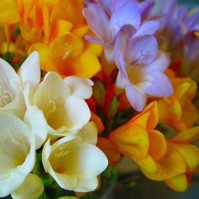 Крымская фрезия