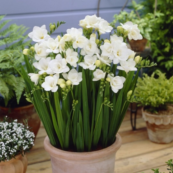 Фрезия дабл вайт