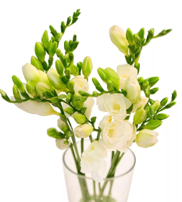 Фрезия эн амбьянсе