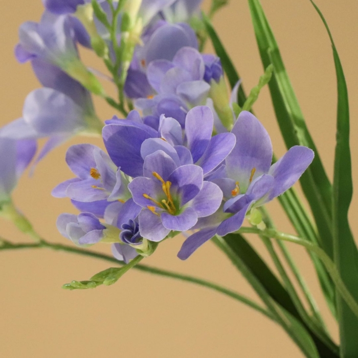 Луковичный цветок фрезия