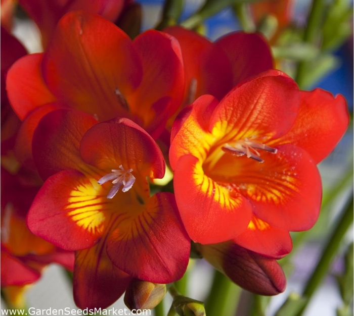 Фрезия дабл оранж