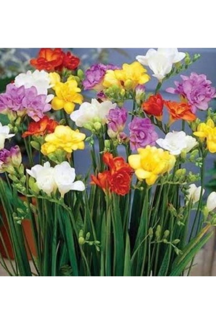 Фрезия махровая смесь