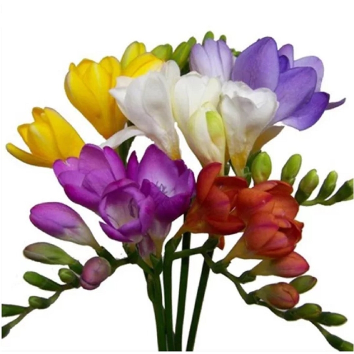 Фрезия энкель микс