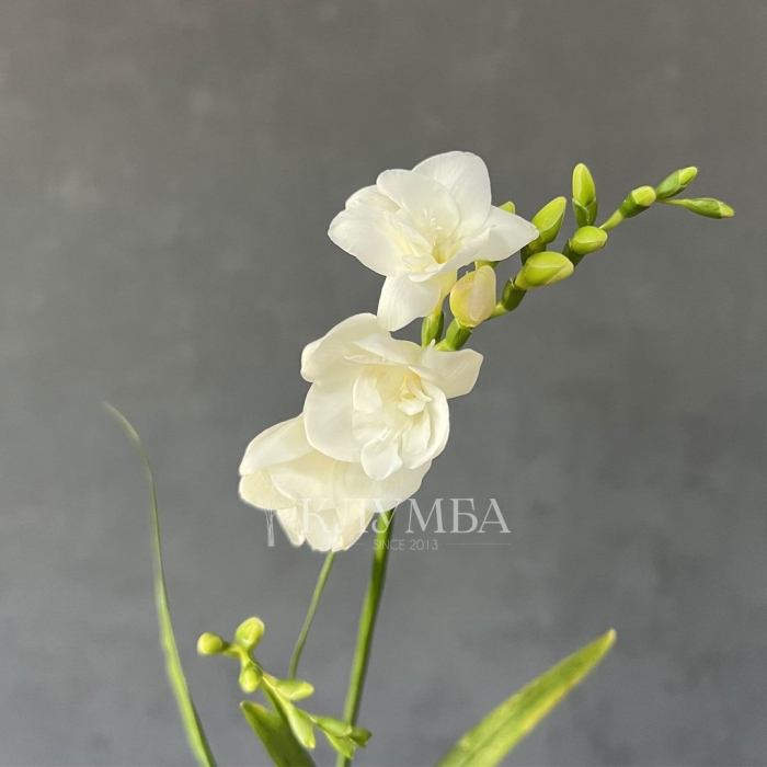 Фрезия ду нави