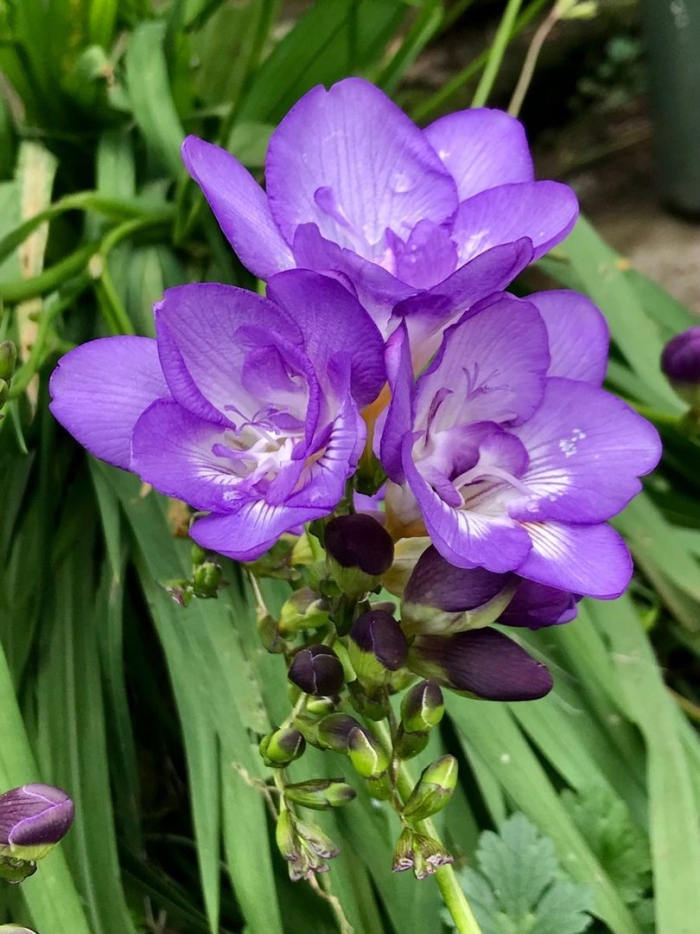 Фрезия гибридная махровая блу