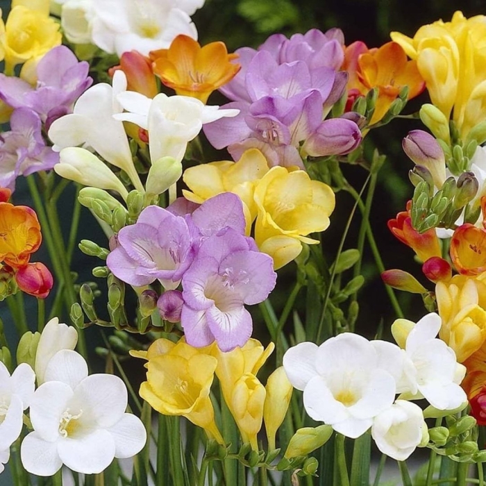 Фрезия гибридная cмесь окрасок