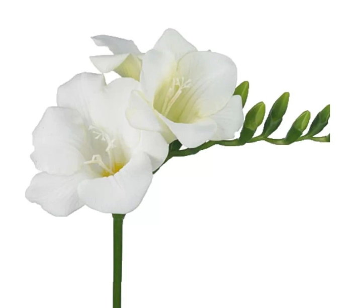 Фрезия вайт ривер