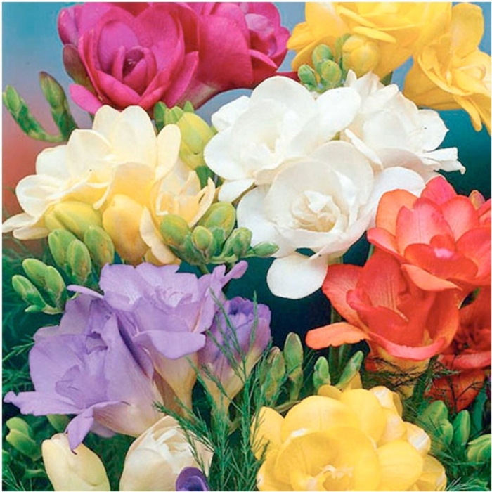 Фрезия махровая микс