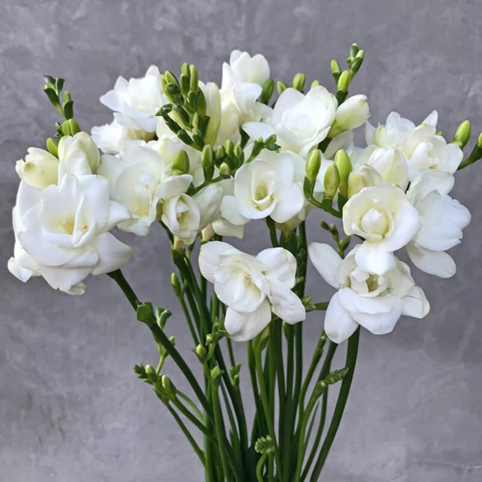 Белая фрезия