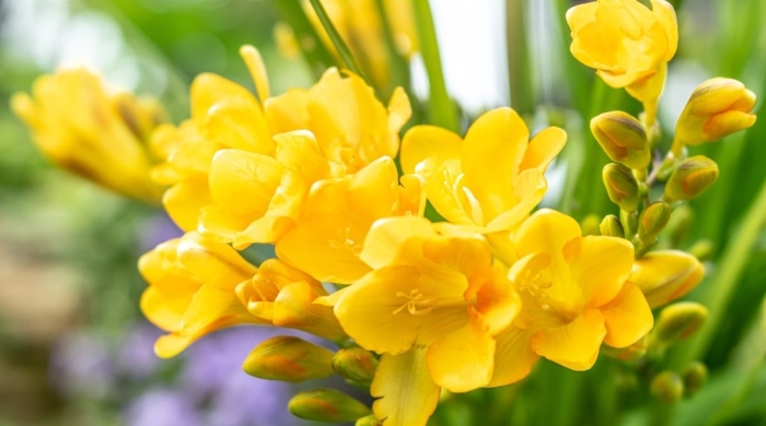 Фрезия кустарник