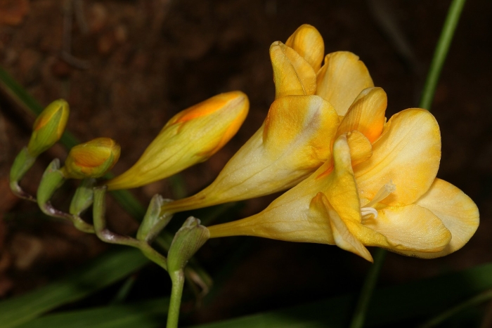 Кустарник фрезия желтая