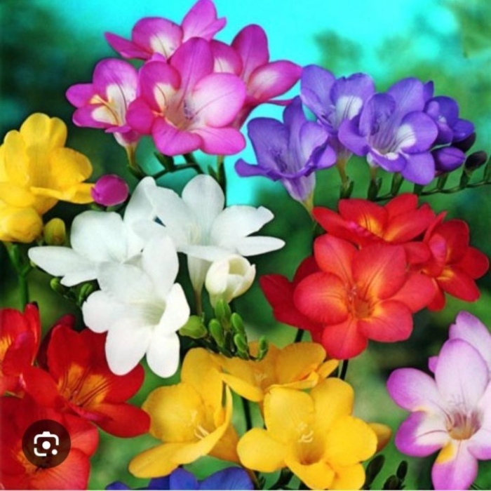 Фрезия простая микс