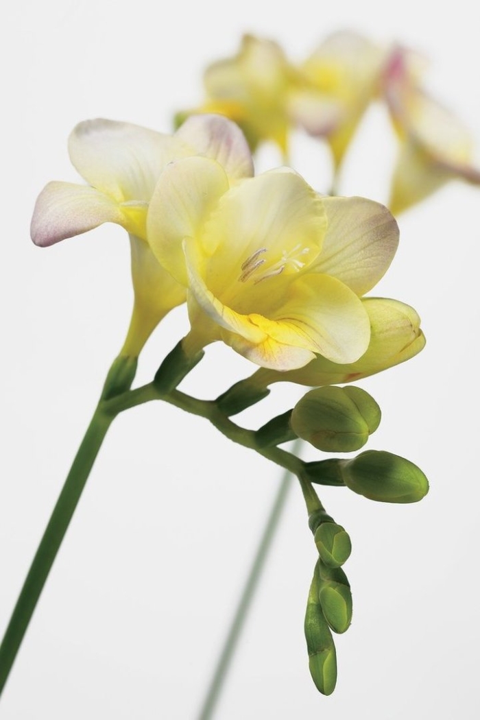 Белая фрезия цветок