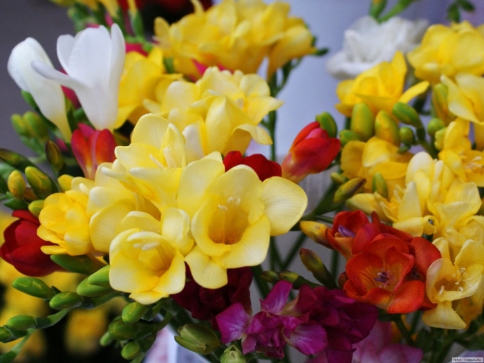 Фрезия луковицы