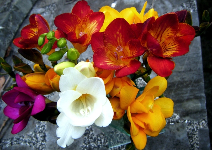 Фрезия (freesia)