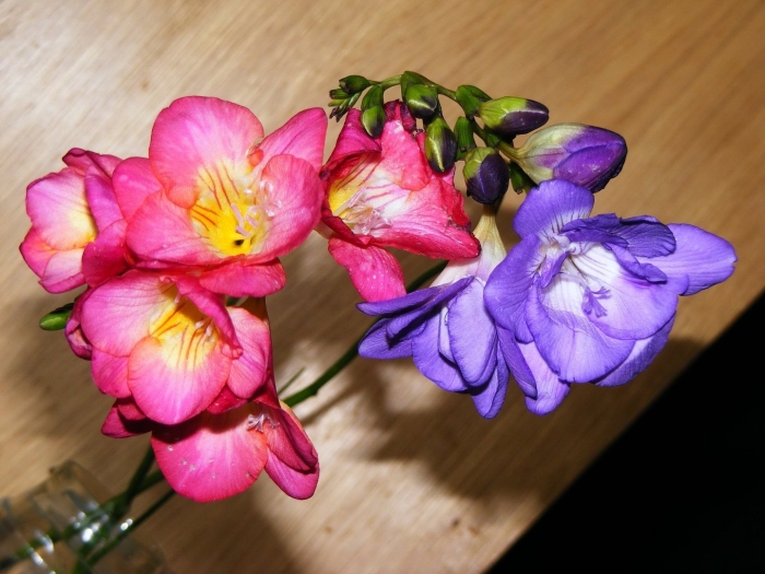 Фрезия дабл блю