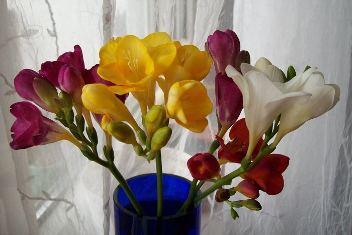 Фрезия гибридная махровая