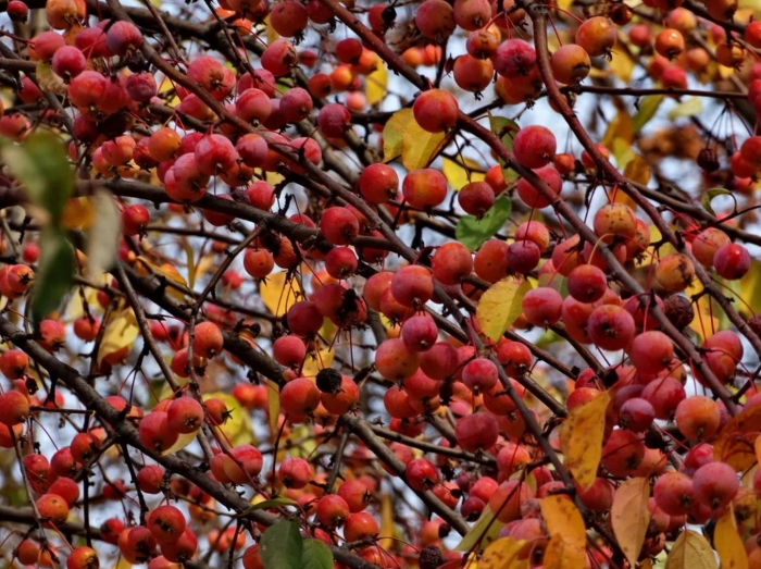 Яблоня сливолистная китайка