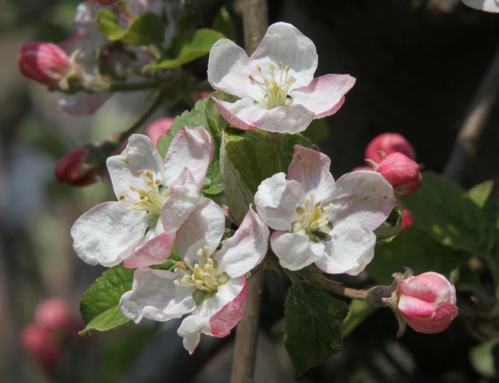 Malus domestica var. opal