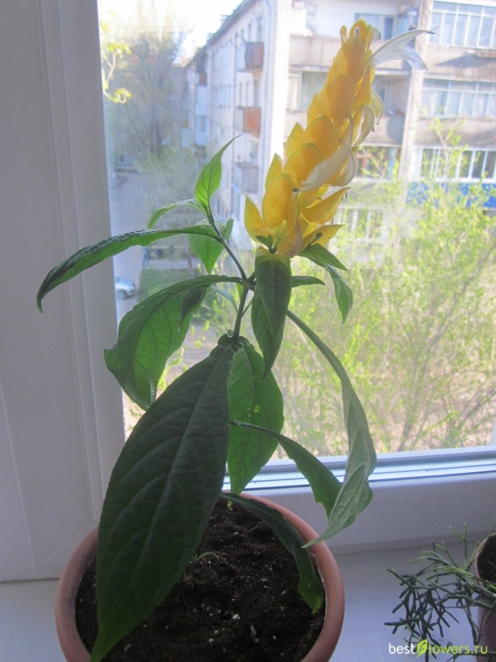 Кроссандра пахистахис