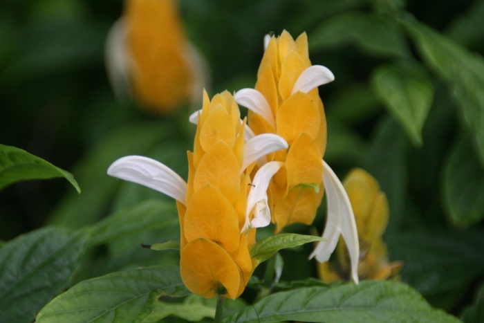 Пахистахис желтый