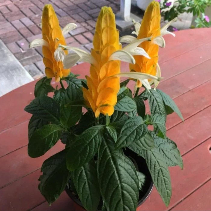 Пахистахис цветок комнатный