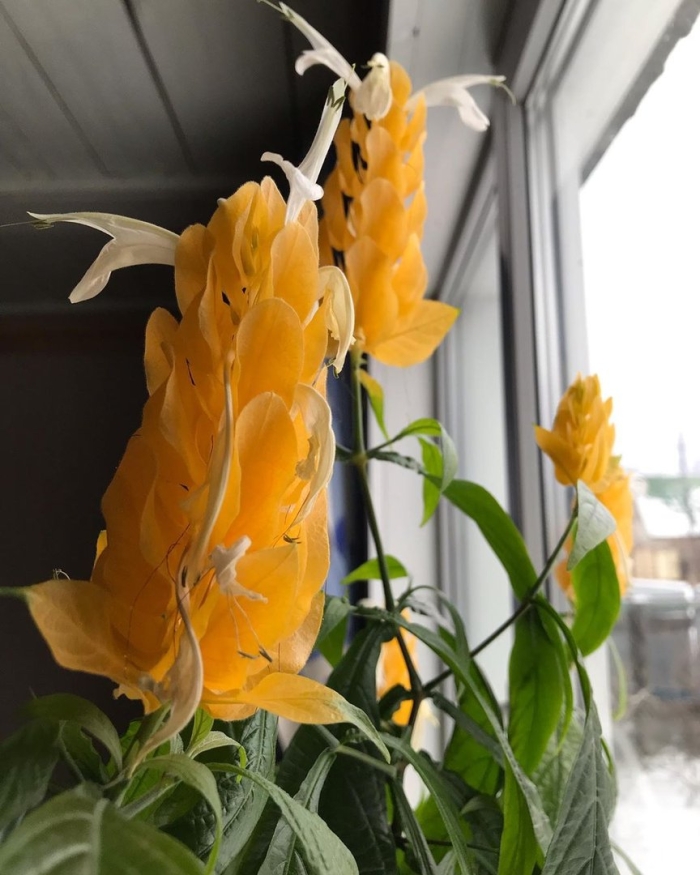 Пахистахис желтый