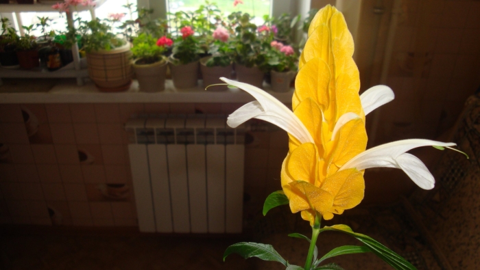 Пахистахис росток