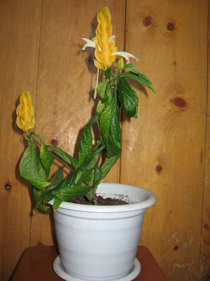 Пахистахис уход в домашних условиях