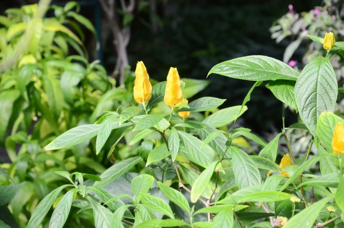 Pachystachys lutea
