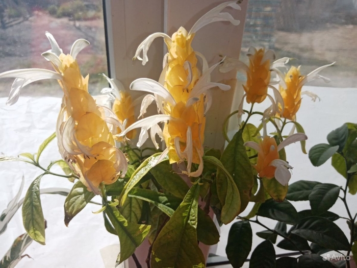 Пахистахис якобиния цветок