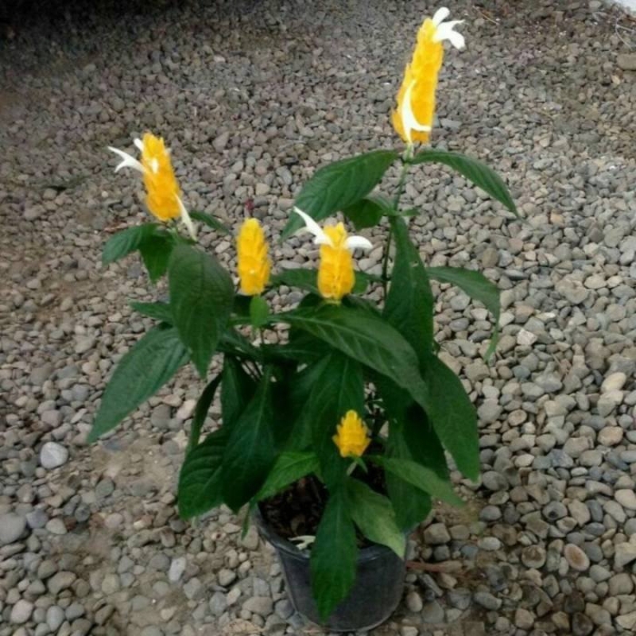 Пахистахис желтый