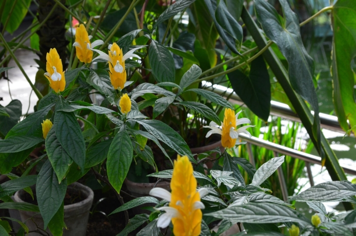 Пахистахис желтый