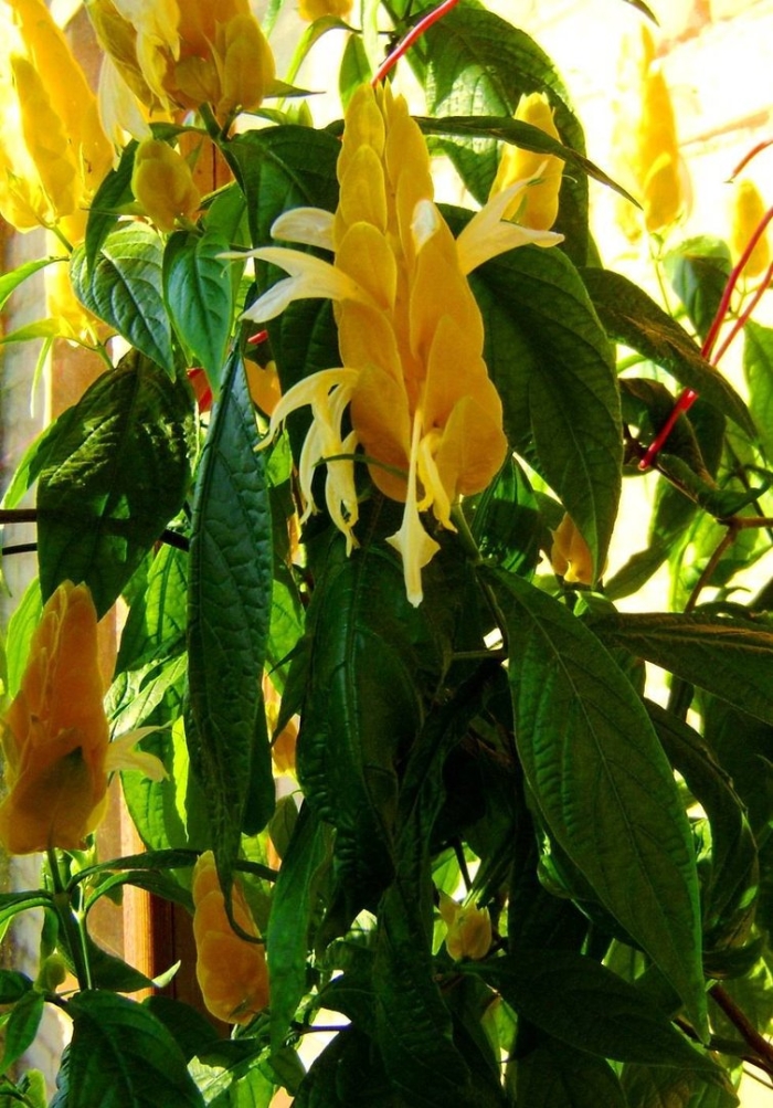 Пахистахис желтый