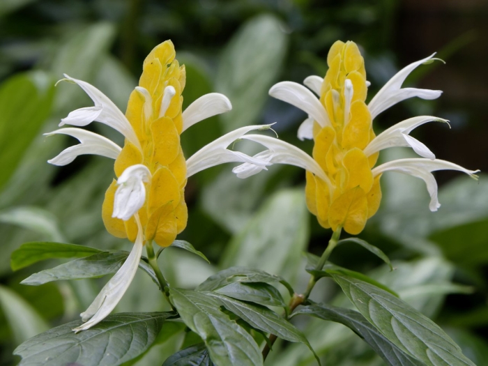 Пахистахис желтый