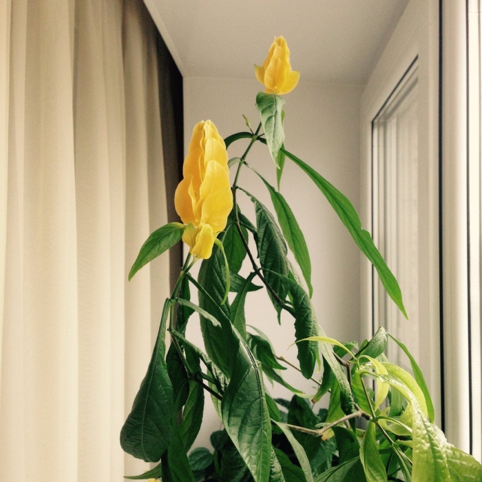 Пахистахис уход в домашних условиях