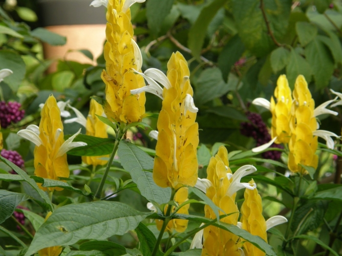 Кроссандра пахистахис