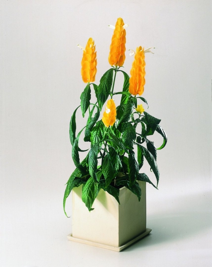 Пахистахис жёлтый растение