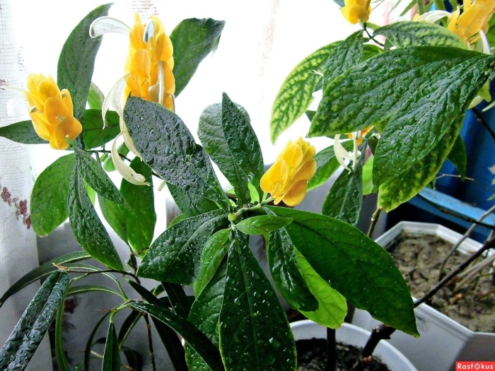 Кроссандра пахистахис